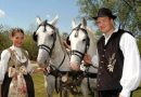 Сербские «хорваты» Воеводины